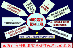 9170金沙集团_国际干细胞研究现况暨人类组织器官原位再生复