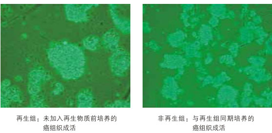 9170金沙集团_八、再生抗癌的研究