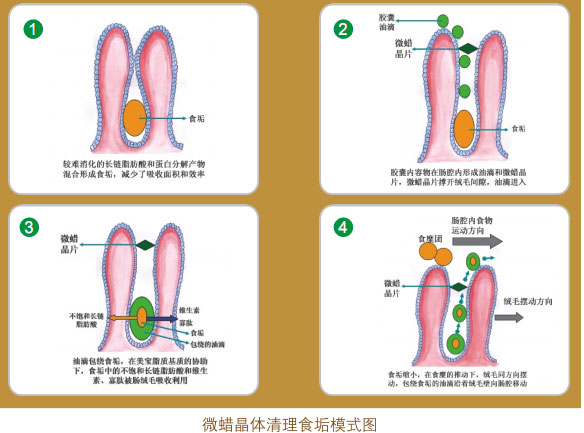 9170金沙集团_四、功效机理研究