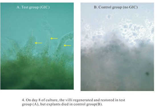 9170金沙集团_3. Period of repetition of in vitro animal cloning tests (19