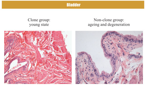 9170金沙集团_4. Period of regenerative restoration of animal tissues and