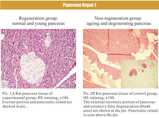 9170金沙集团_4. Period of regenerative restoration of animal tissues and
