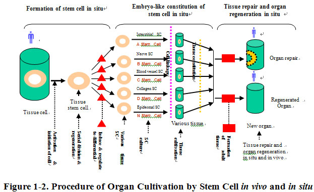 9170金沙集团_Discussion of the Future of Regenerative Medicine and Therap